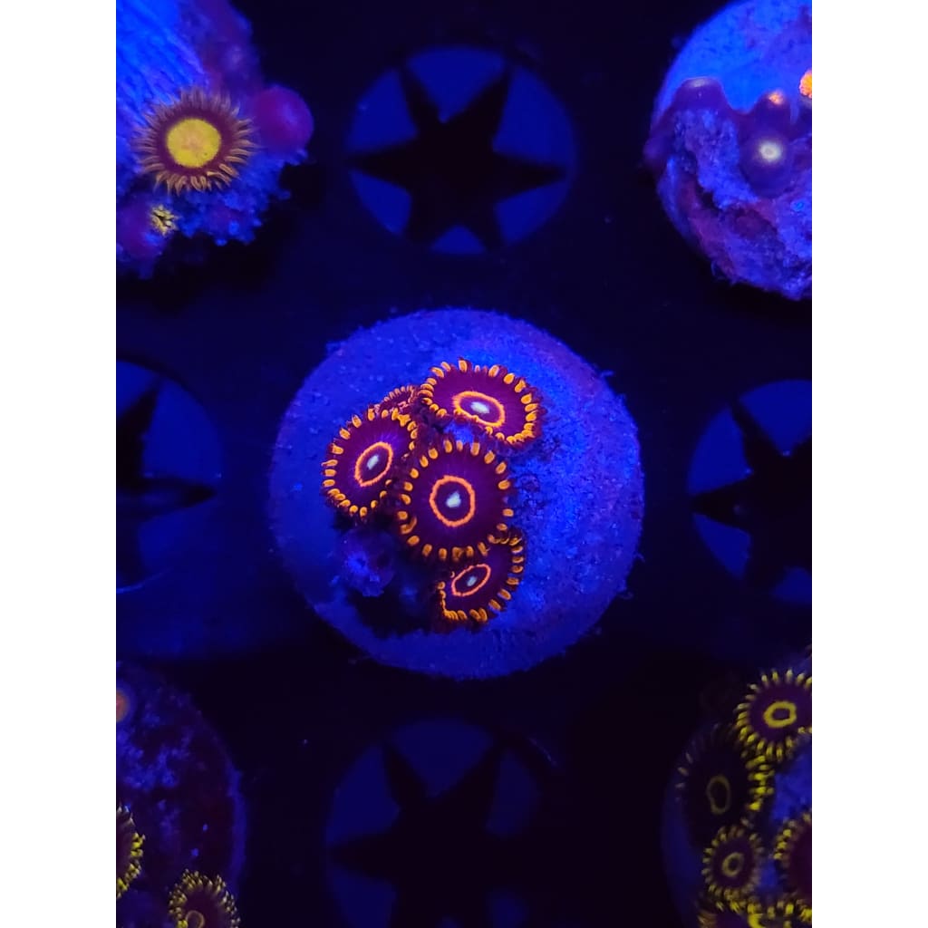 Red Hornet Zoanthid Frag WYSIWYG!