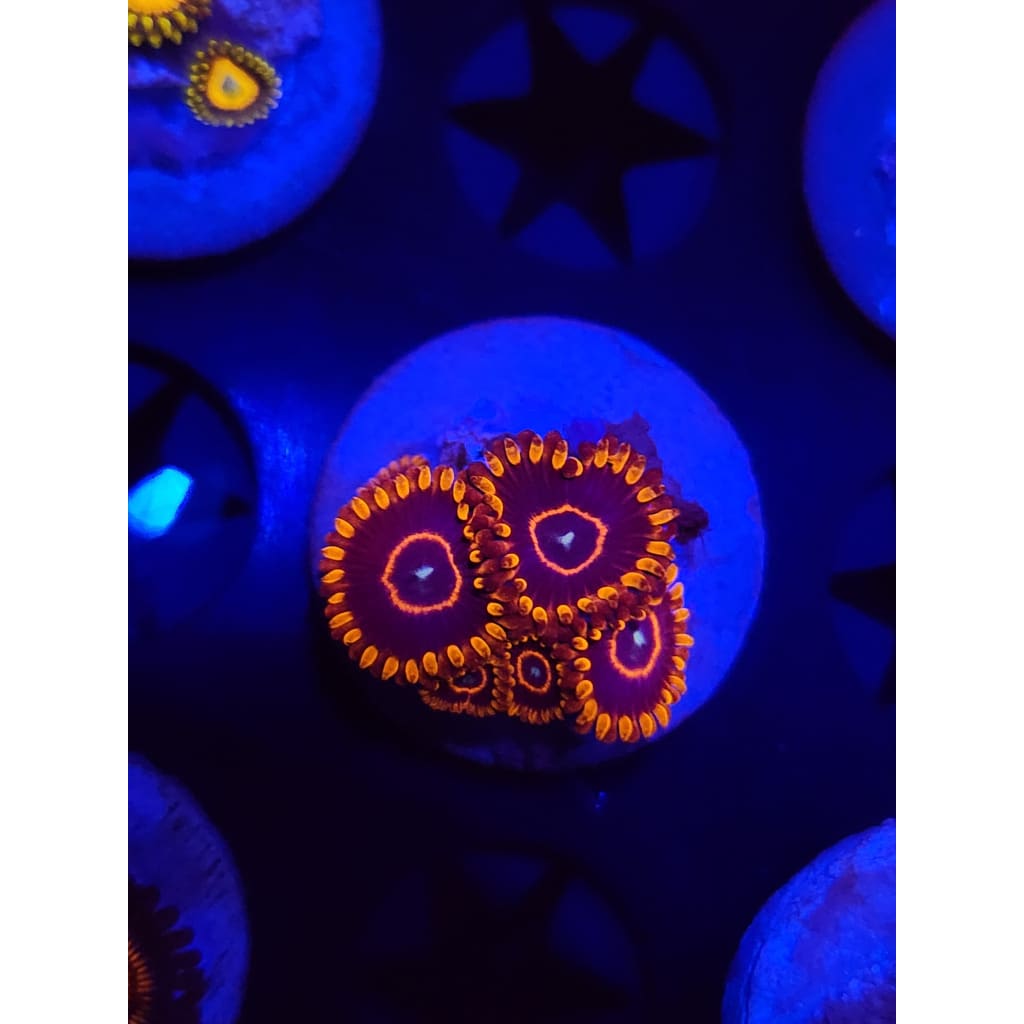 Red Hornet Zoanthid Frag WYSIWYG!