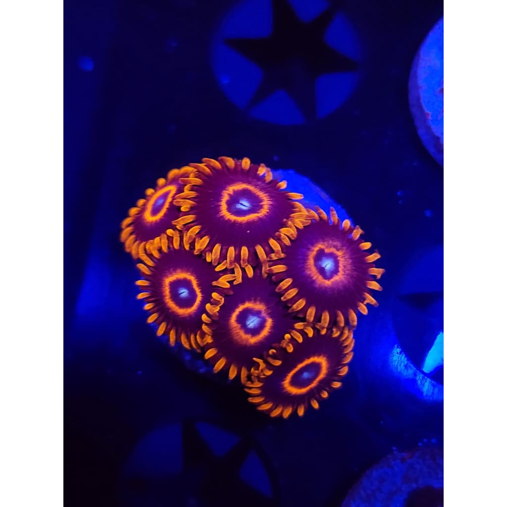 Red Hornet Zoanthid Frag WYSIWYG!