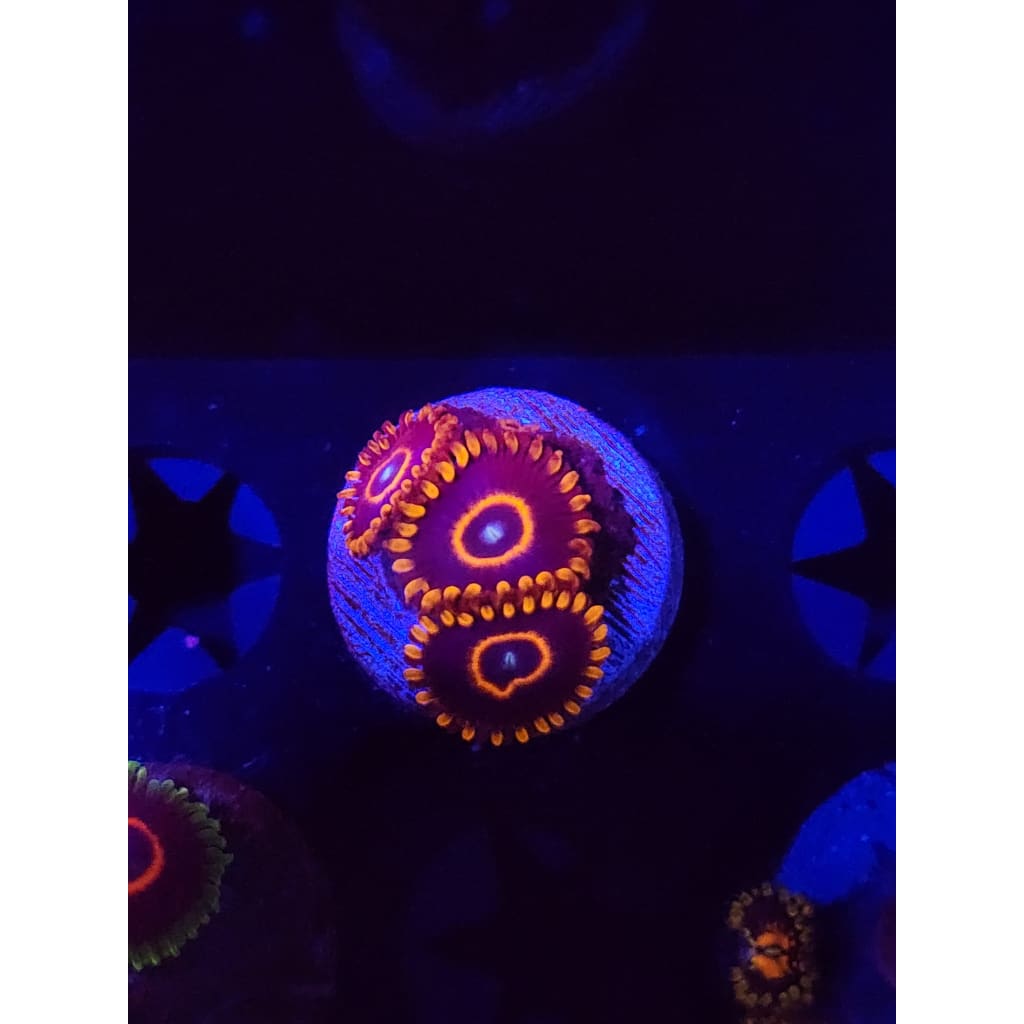 Red Hornet Zoanthid Frag WYSIWYG!