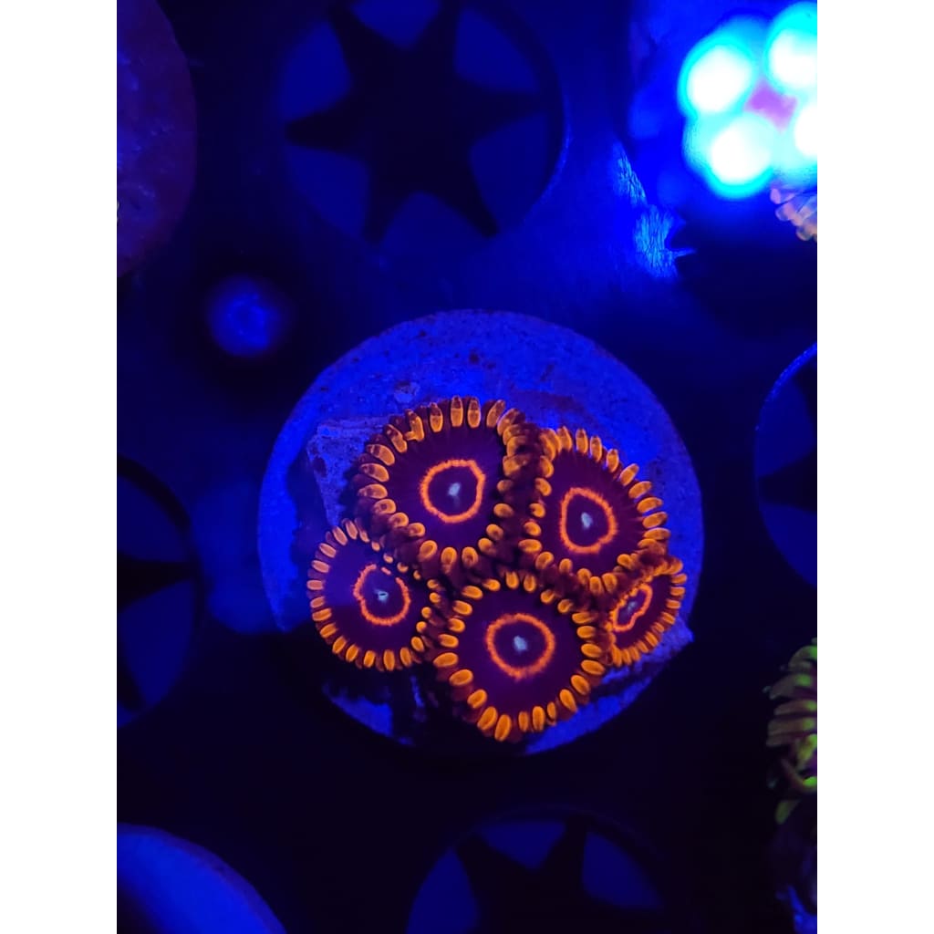 Red Hornet Zoanthid Frag WYSIWYG!