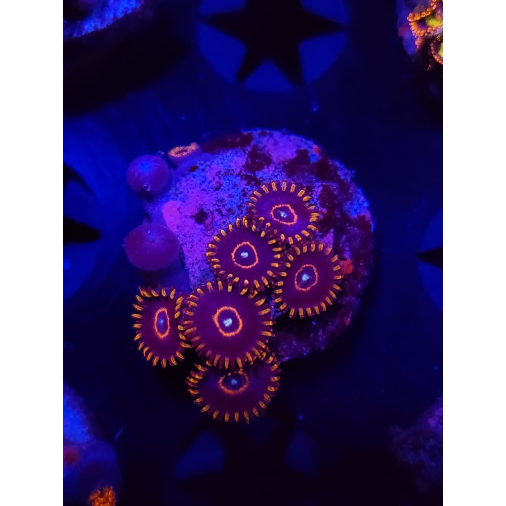 Red Hornet Zoanthid Frag WYSIWYG!