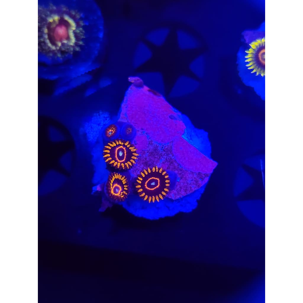 Red Hornet Zoanthid Frag WYSIWYG!