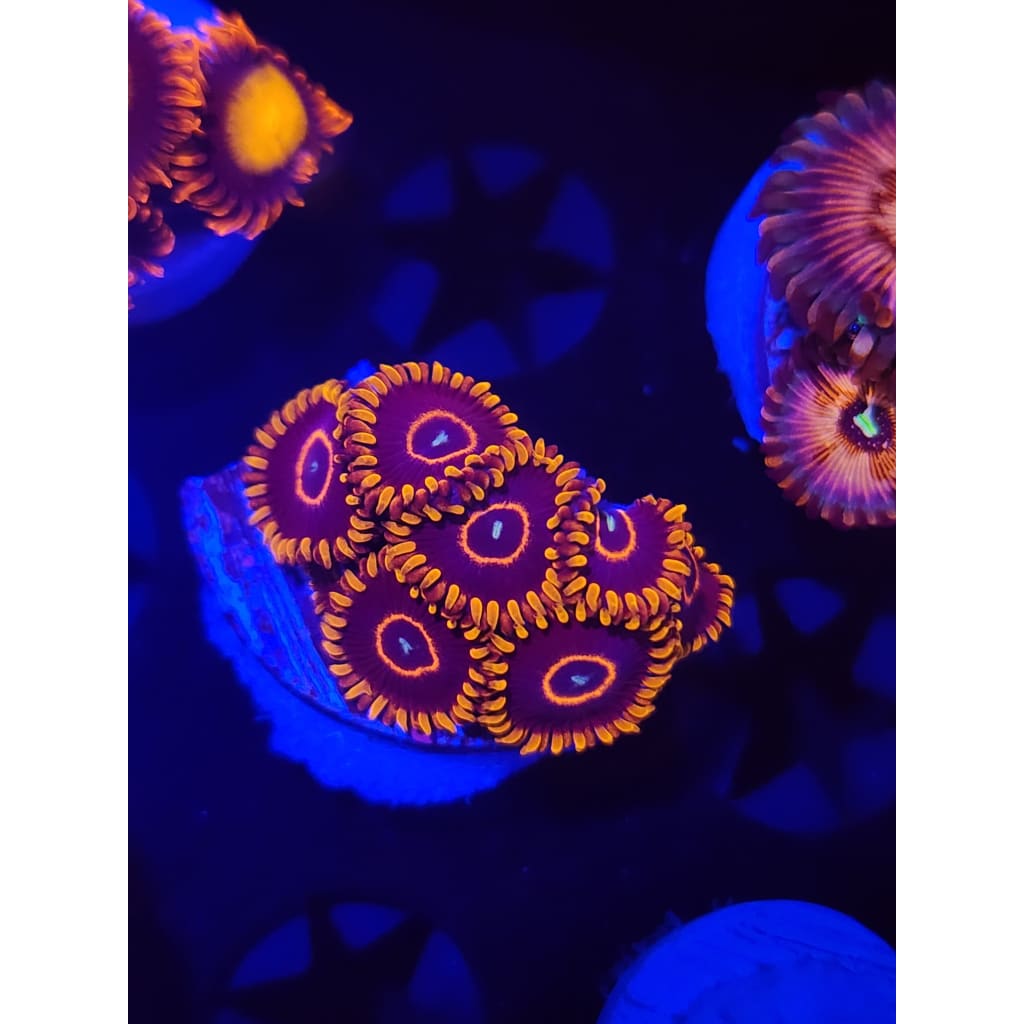 Red Hornet Zoanthid Frag WYSIWYG!