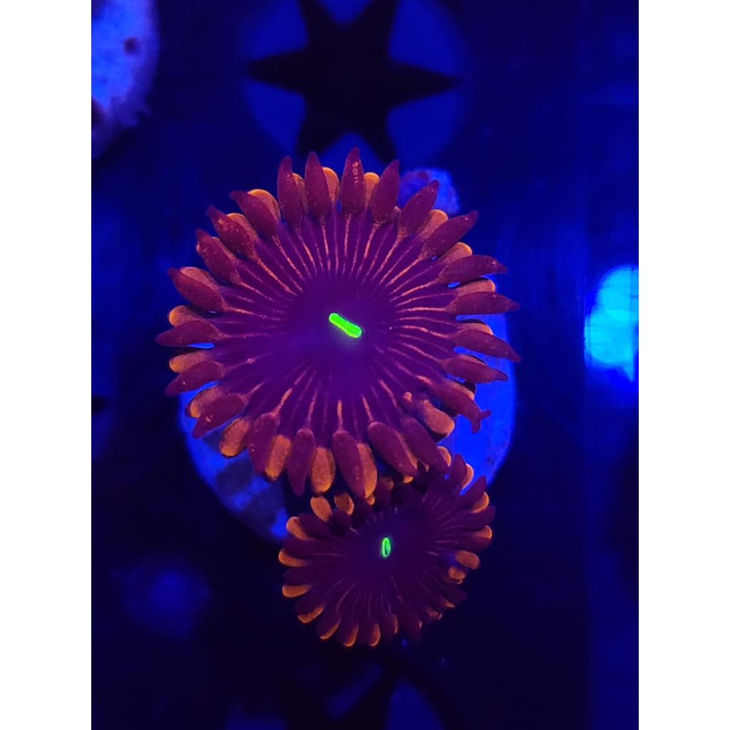 Red People Eaters Zoanthid Frag WYSIYWG!