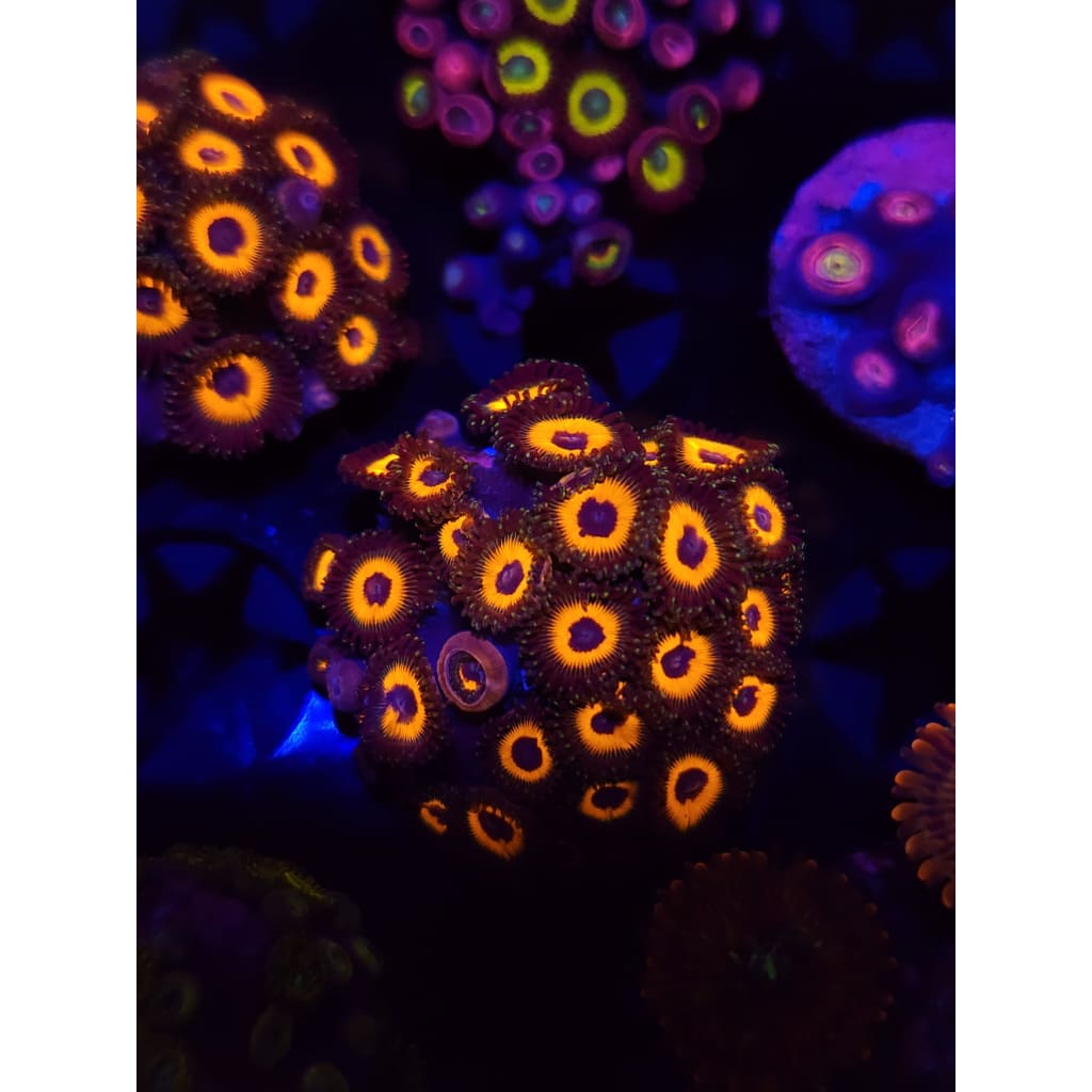 Reverse Bob Marley Zoanthid Frag WYSIWYG!