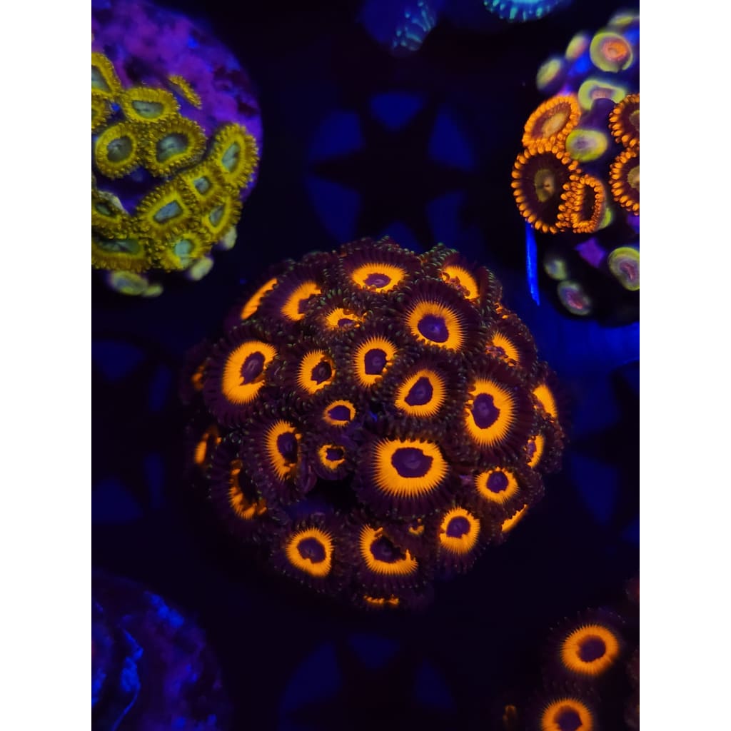Reverse Bob Marley Zoanthid Frag WYSIWYG!