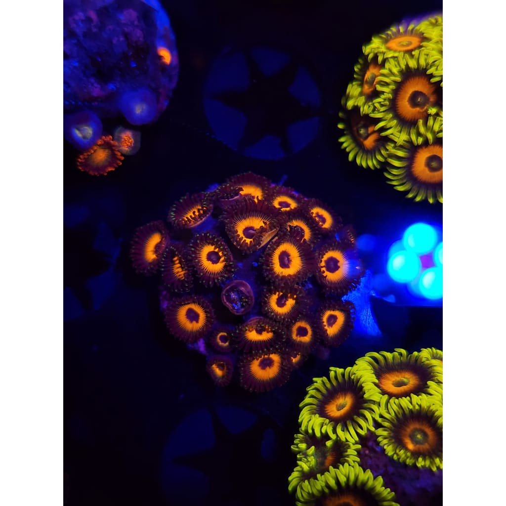 Reverse Bob Marley Zoanthid Frag WYSIWYG!