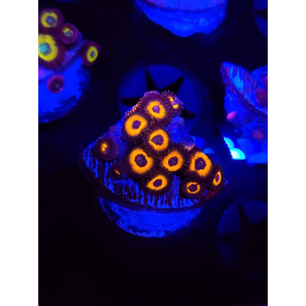 Reverse Bob Marleys Zoanthid Frag WYSIWYG!