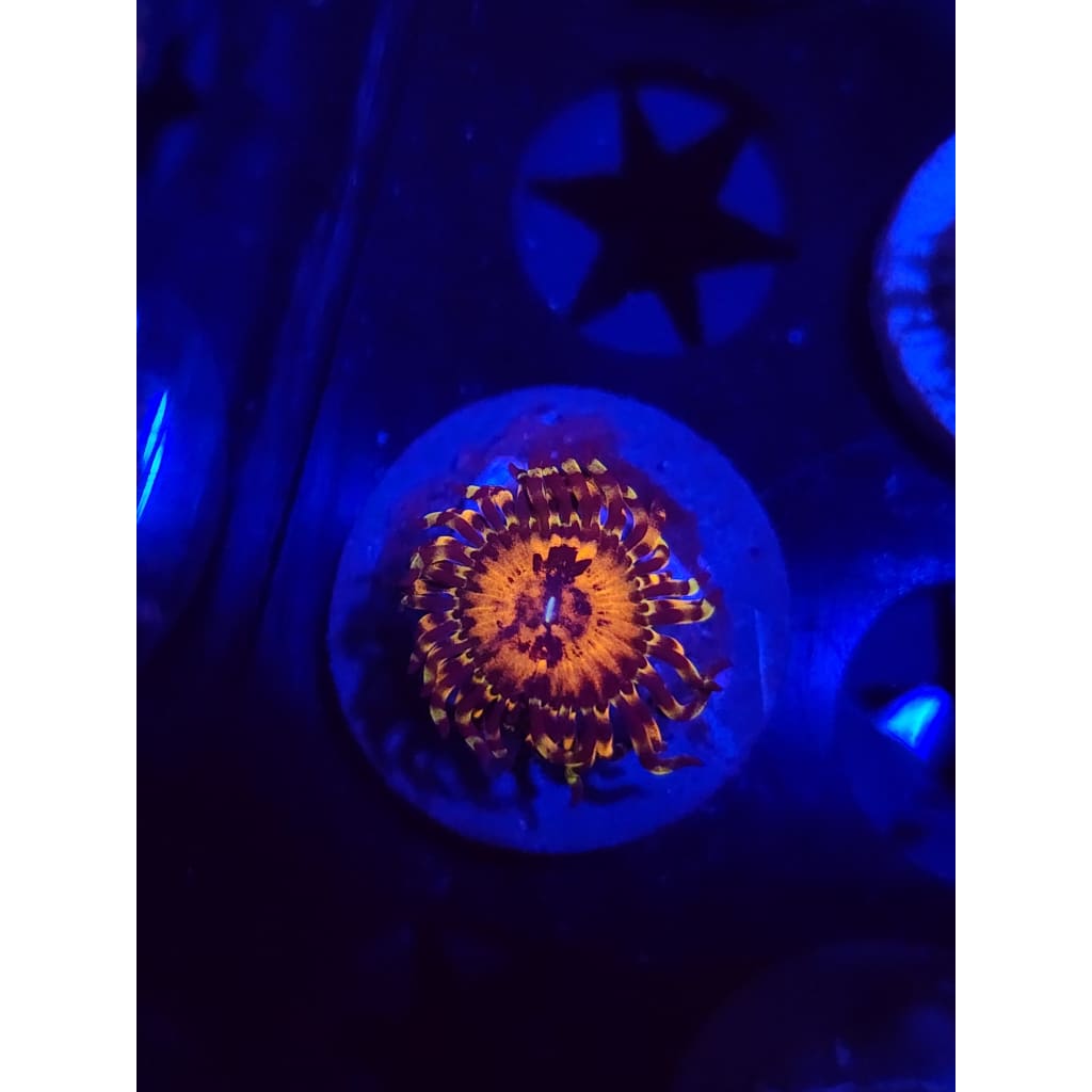 Reverse Hallucination Zoanthid Frag WYSIWYG!