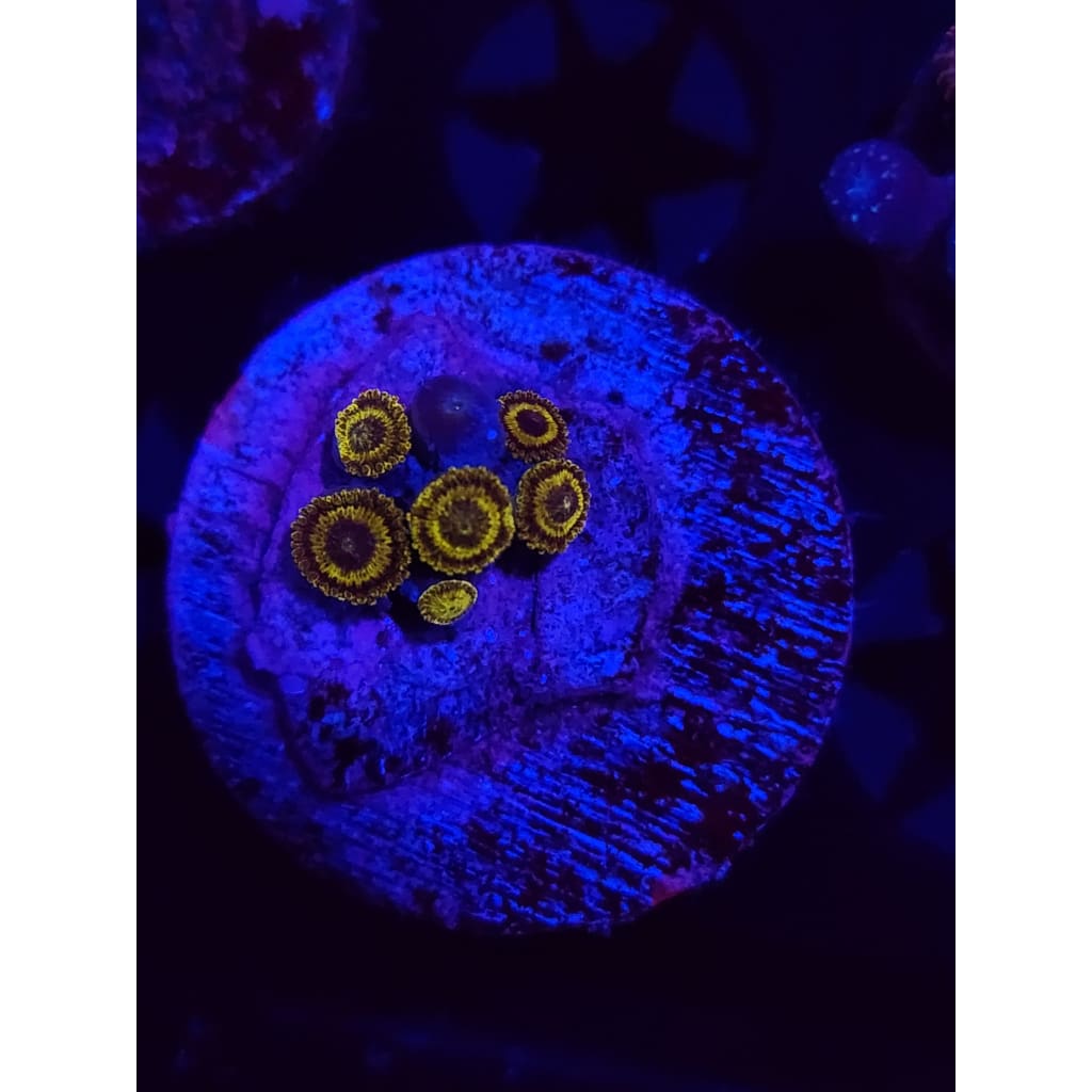 Reverse Pikachu Zoanthid Frag WYSIWYG!