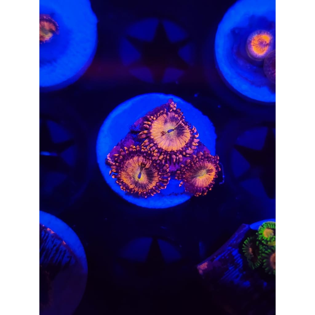 Sakura Sunrise Zoanthid Frag WYSIWYG!