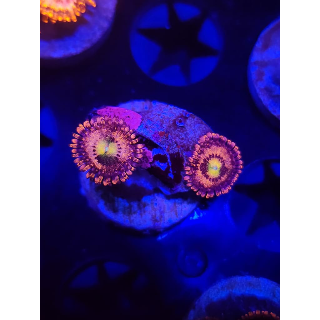 Sakura Sunrise Zoanthid Frag WYSIWYG!