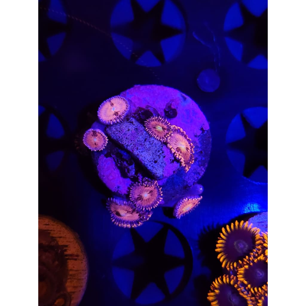 Sakura Sunrise Zoanthid Frag WYSIWYG!