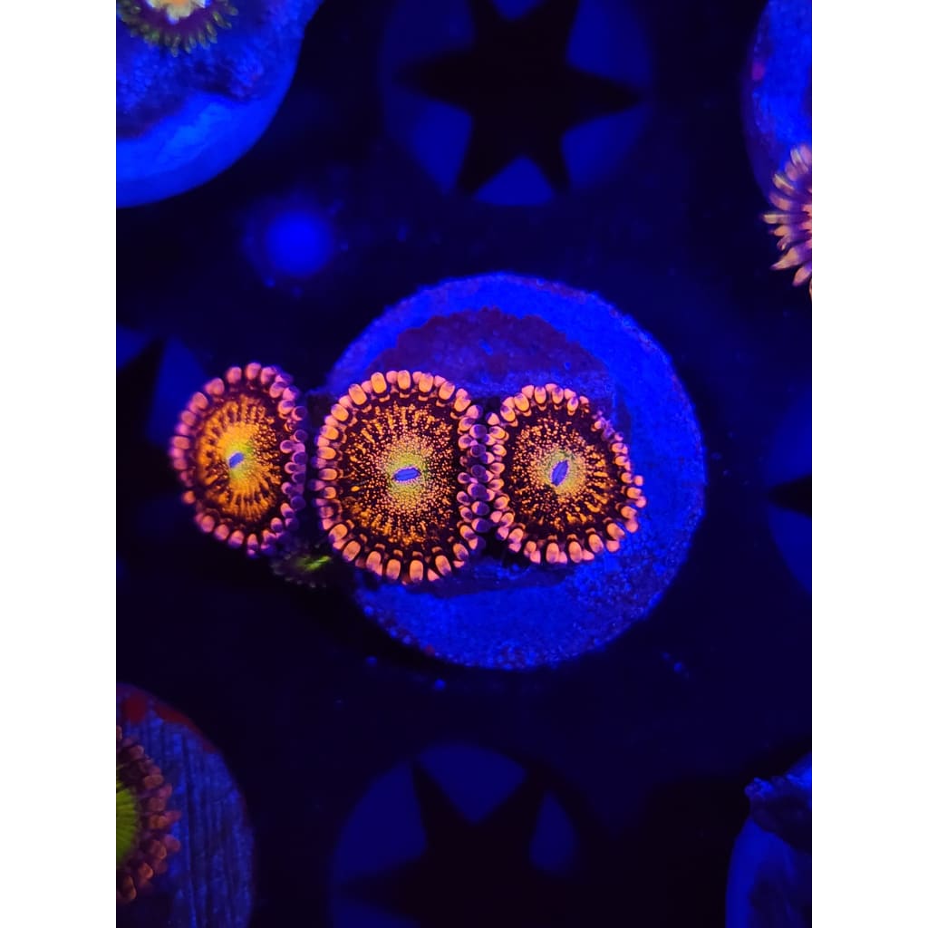 Sakura Sunrise Zoanthid Frag WYSIWYG!