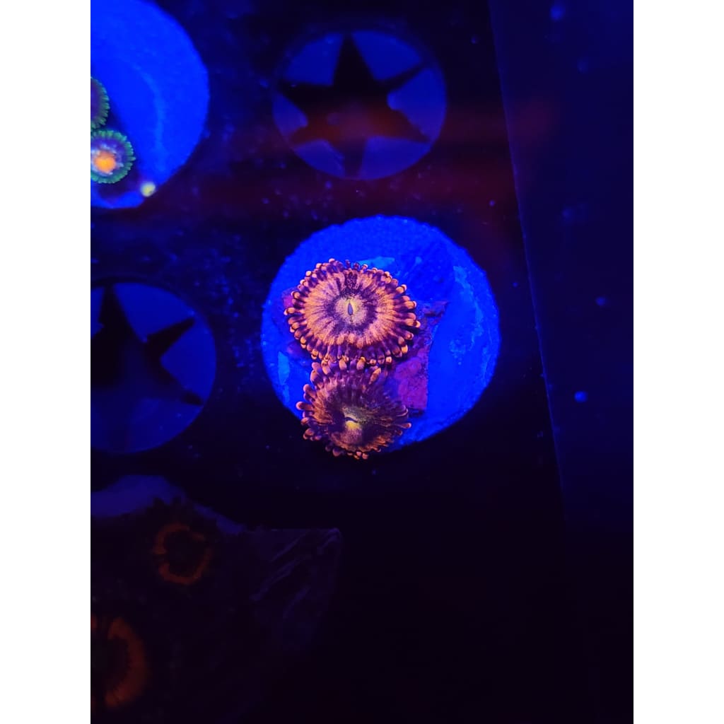 Sakura Sunrise Zoanthid Frag WYSIWYG!