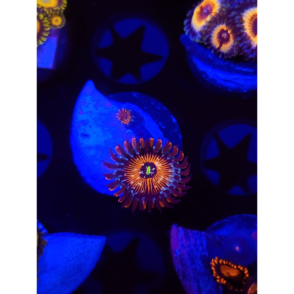 Salted Agave Zoanthid Frag WYSIWYG!