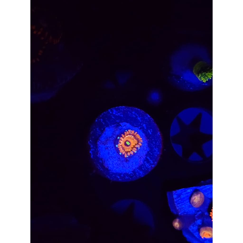 Salted Agave Zoanthid Frag WYSIWYG!