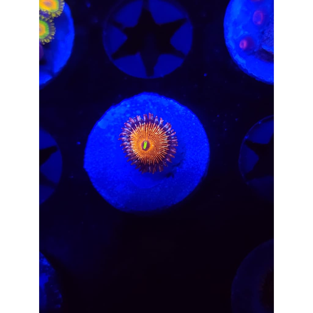 Salted Agave Zoanthid Frag WYSIWYG!
