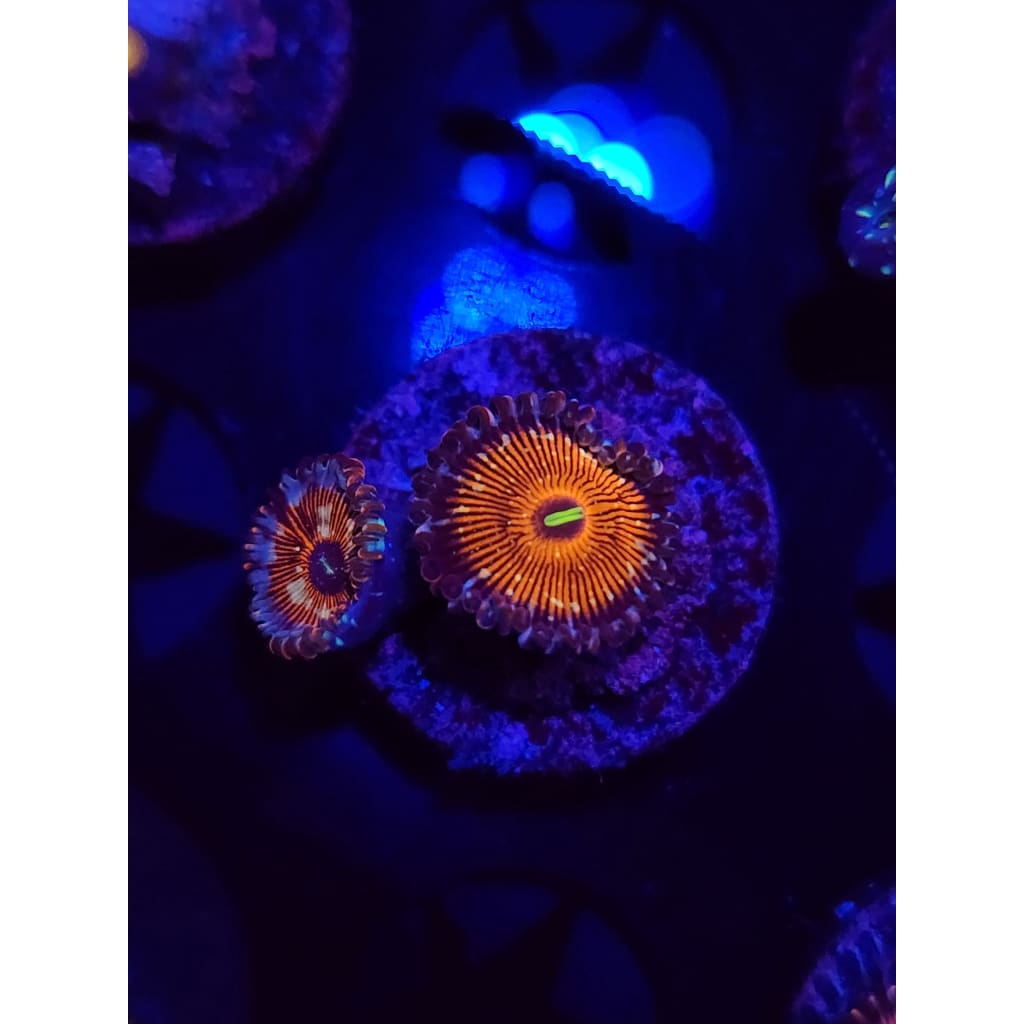 Salted Agave Zoanthid Frag WYSIWYG!