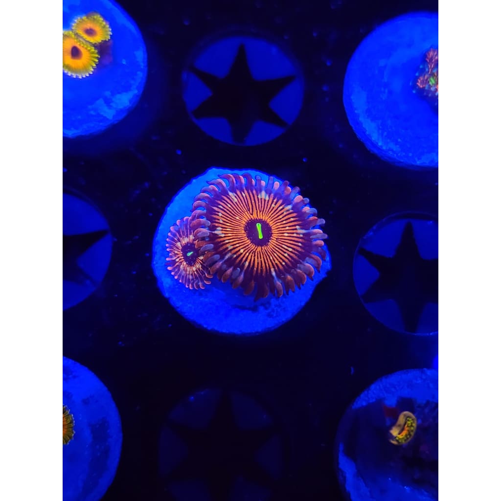 Salted Agave Zoanthid Frag WYSIWYG!