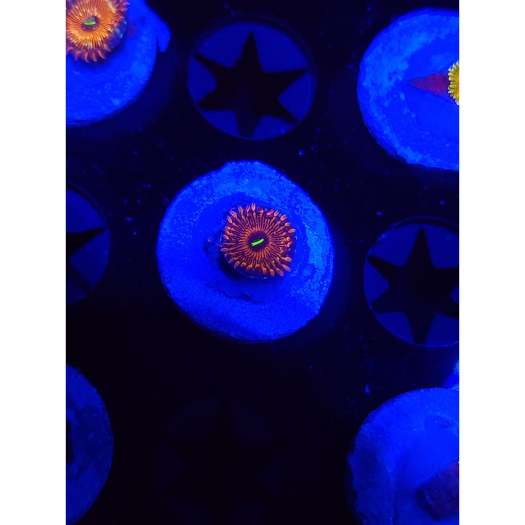 Salted Agave Zoanthid Frag WYSIWYG!