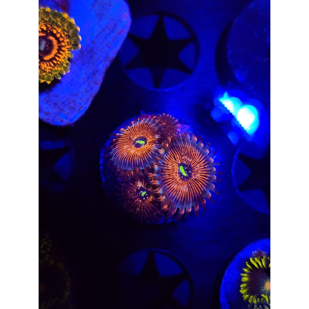 Salted Agave Zoanthid Frag WYSIWYG!