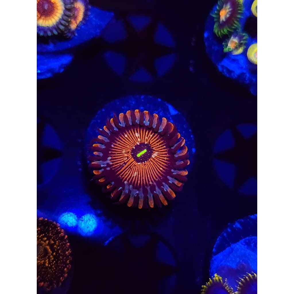 Salted Agave Zoanthid Frag WYSIWYG!