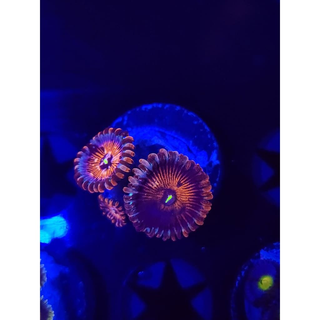 Salted Agave Zoanthid Frag WYSIWYG!