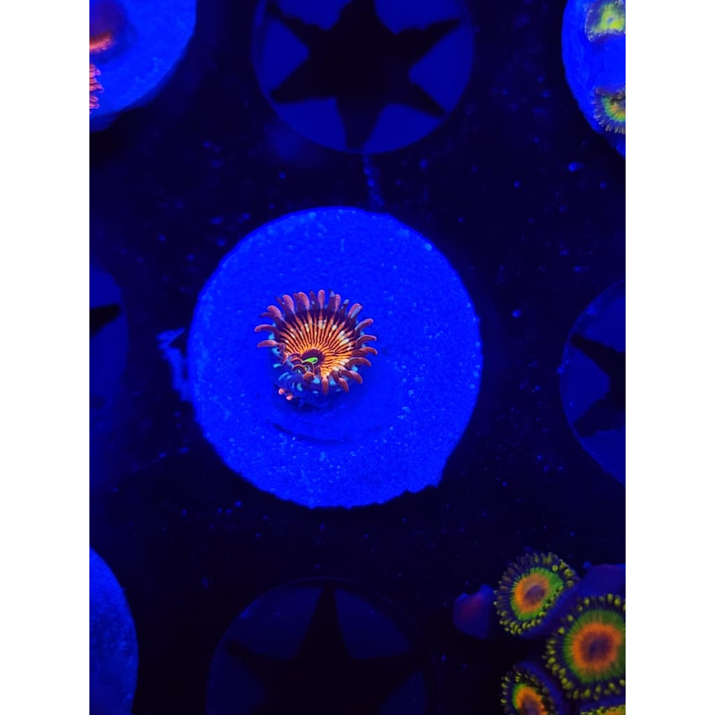 Salted Agave Zoanthid Frag WYSIWYG!