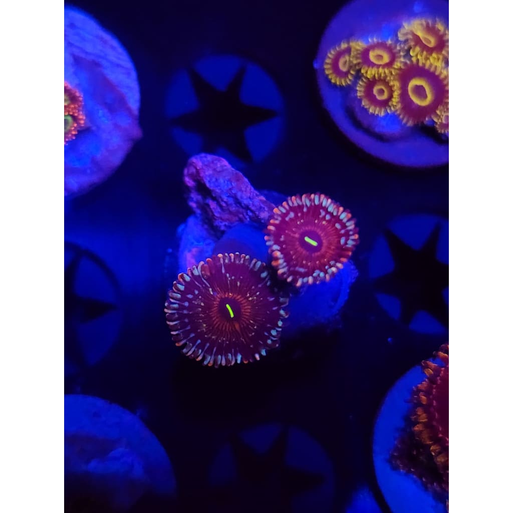 Salted Agave Zoanthid Frag WYSIWYG!