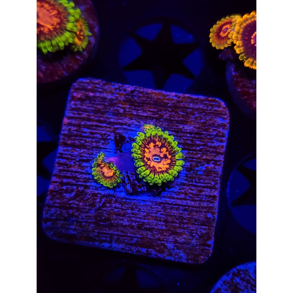 SBB Marvin the Martian Zoanthid Frag WYSIWYG!