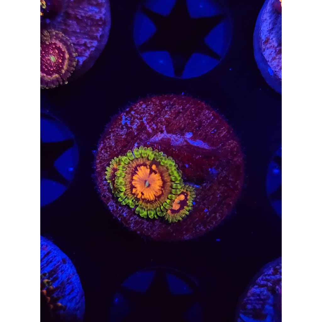 SBB Marvin the Martian Zoanthid Frag WYSIWYG!
