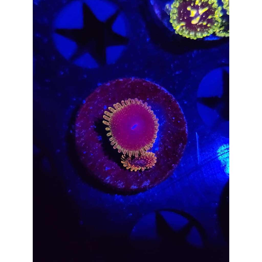 SBB Thermosphere Zoanthid Frag WYSIWYG!