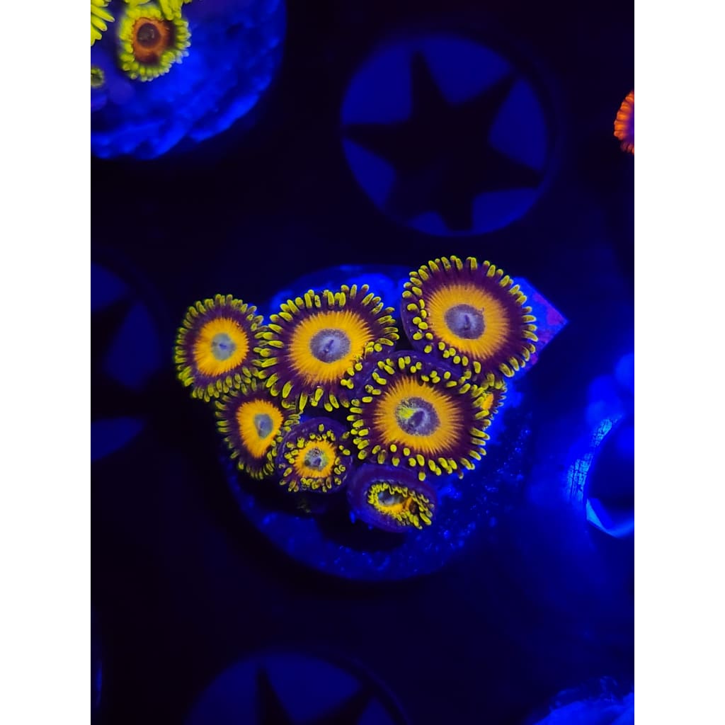 Scrambled Eggs Zoanthid Frag WYSIWYG!
