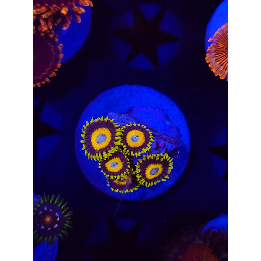 Scrambled Eggs Zoanthid Frag WYSIWYG!