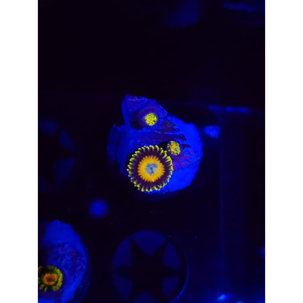 Scrambled Eggs Zoanthid Frag WYSIWYG!