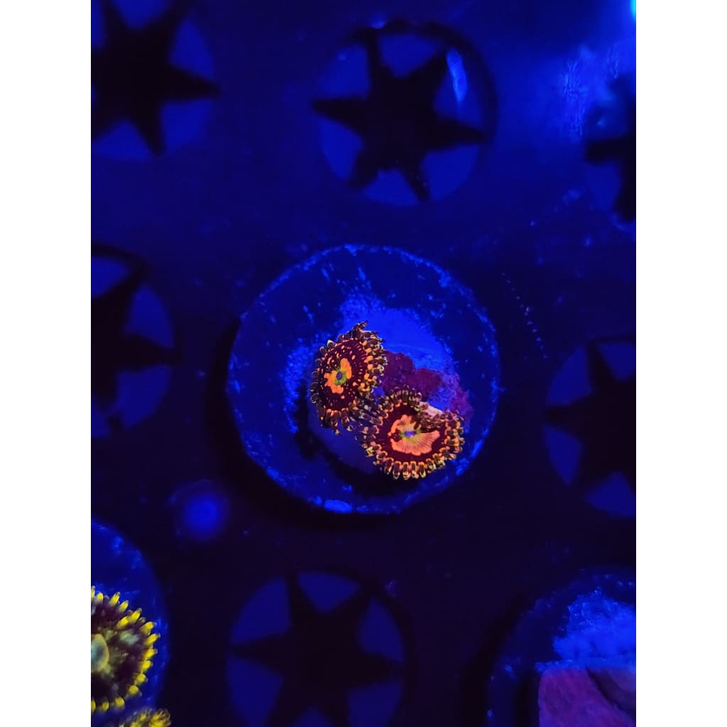 Space Chaos Zoanthid Frag WYSIWYG!