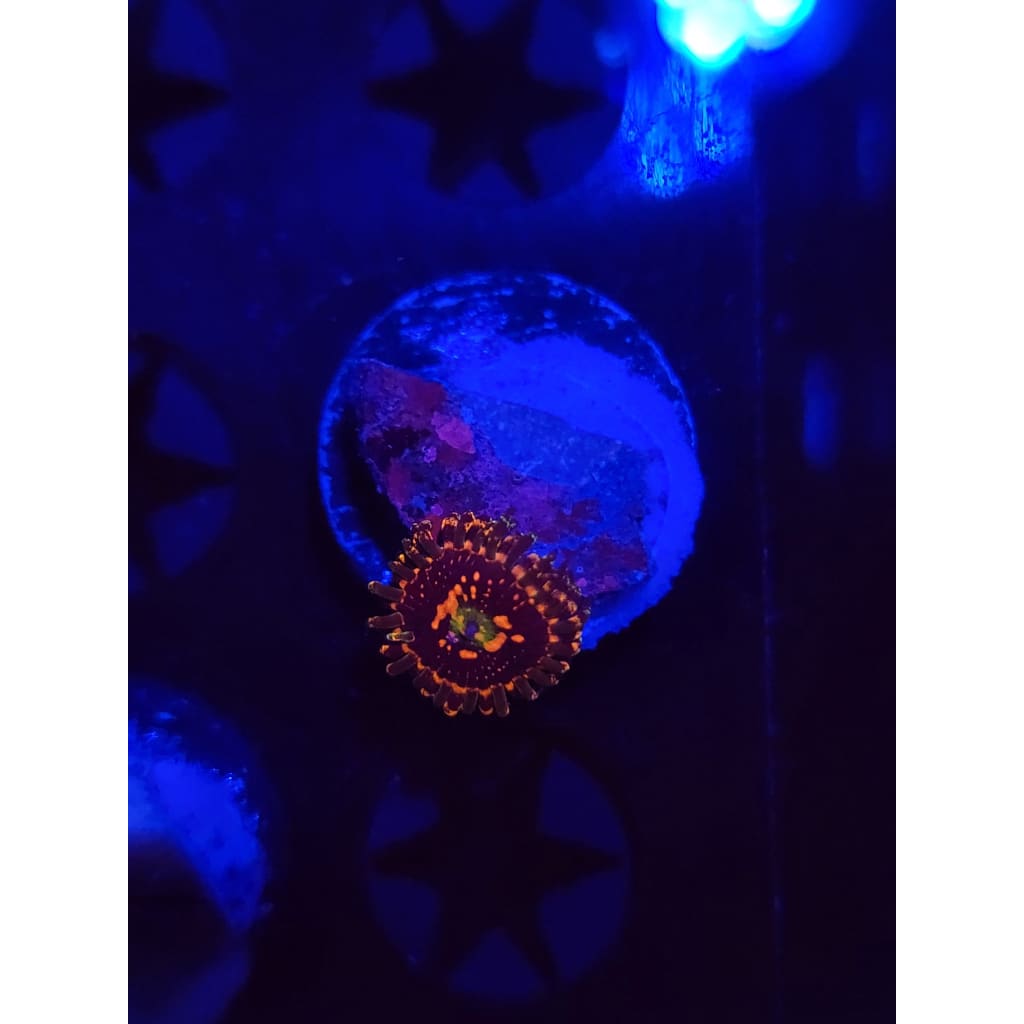 Space Chaos Zoanthid Frag WYSIWYG!