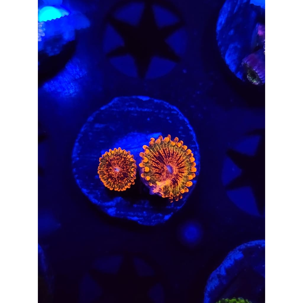Speckled Krak Zoanthid Frag WYSIWYG!