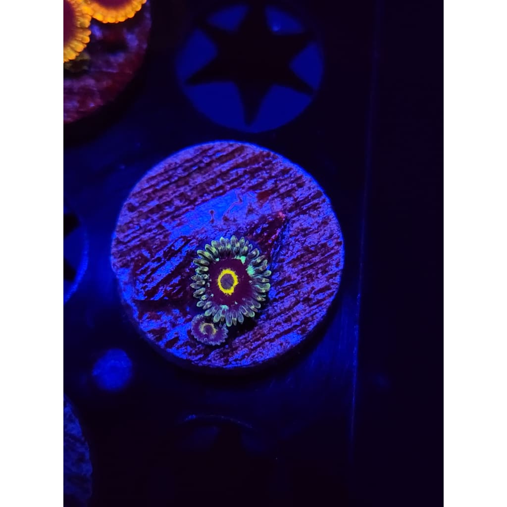 Spectral Hornet Zoanthid Frag WYSIWYG!