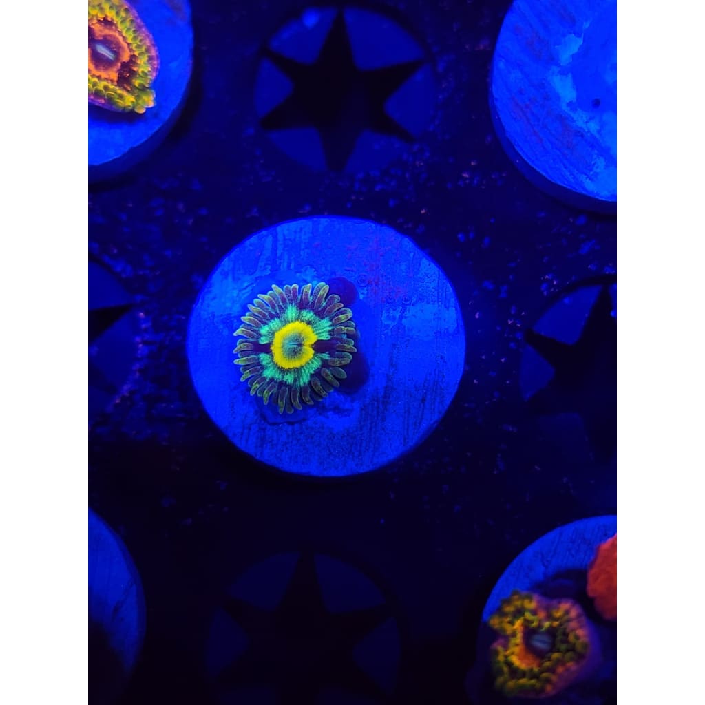 Spectral Hornet Zoanthid Frag WYSIWYG!