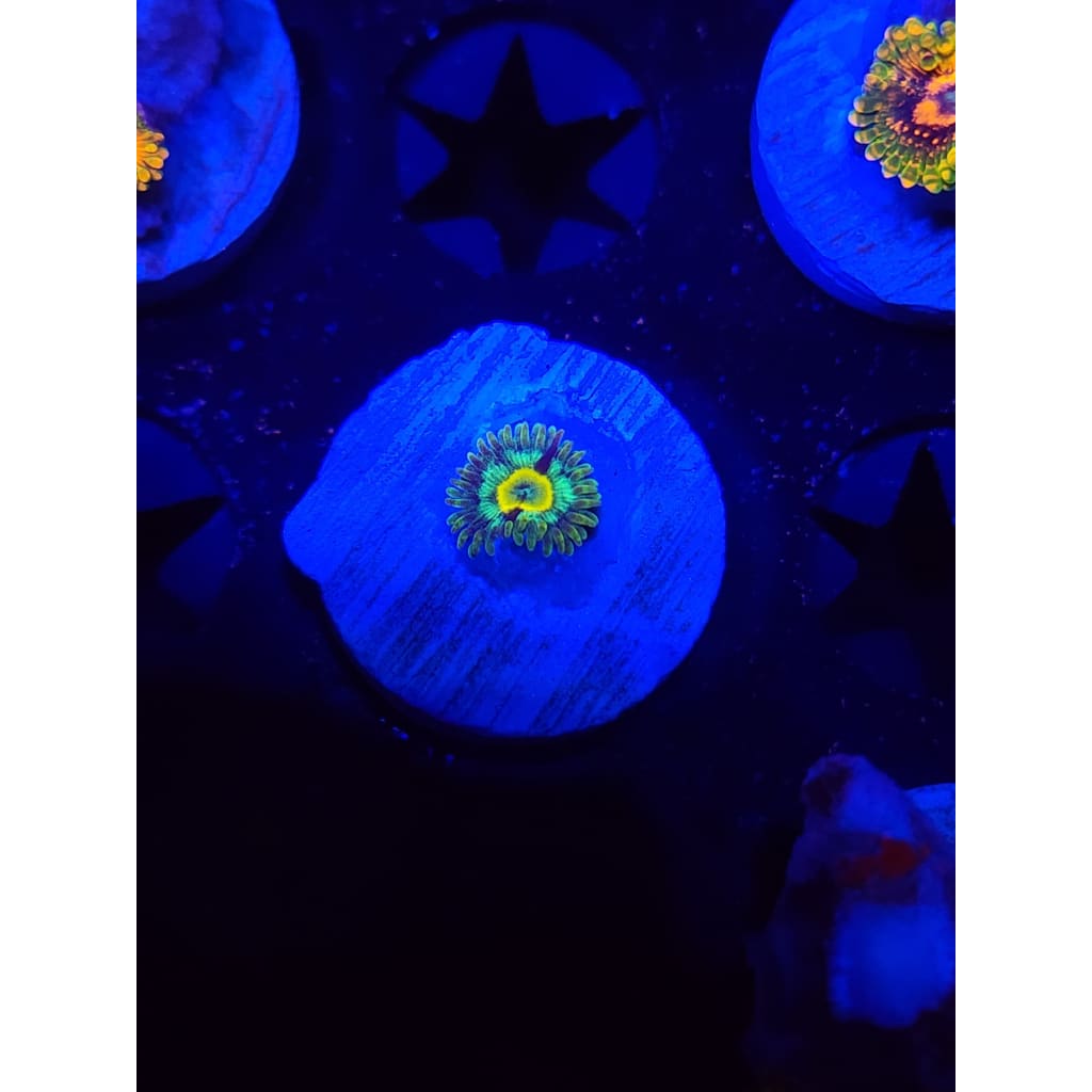Spectral Hornet Zoanthid Frag WYSIWYG!