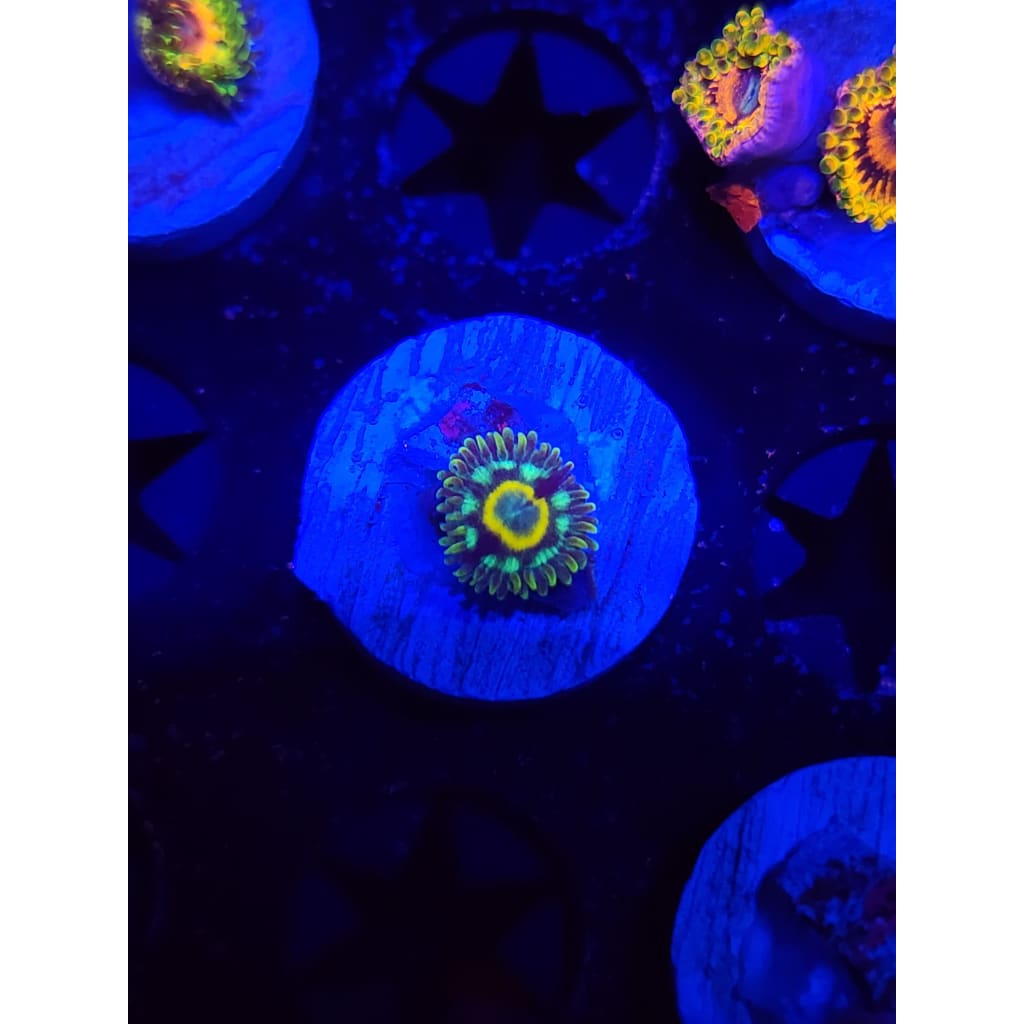 Spectral Hornet Zoanthid Frag WYSIWYG!