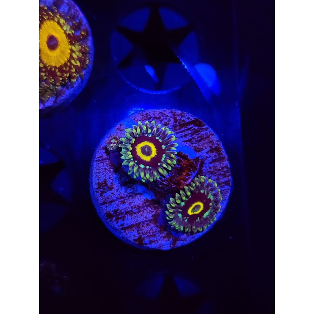 Spectral Hornets Zoanthid Frag WYSIWYG!