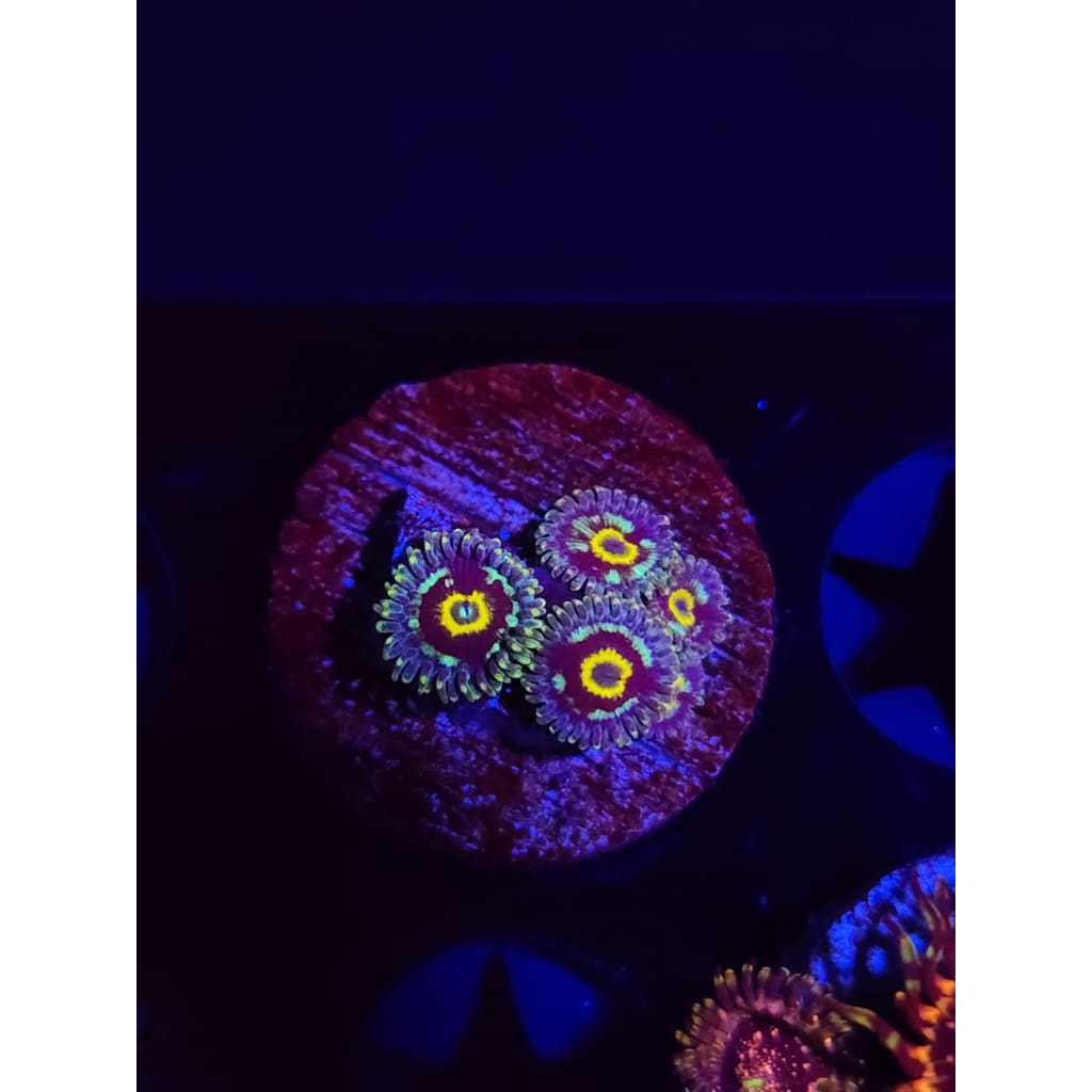 Spectral Hornets Zoanthid Frag WYSIWYG!