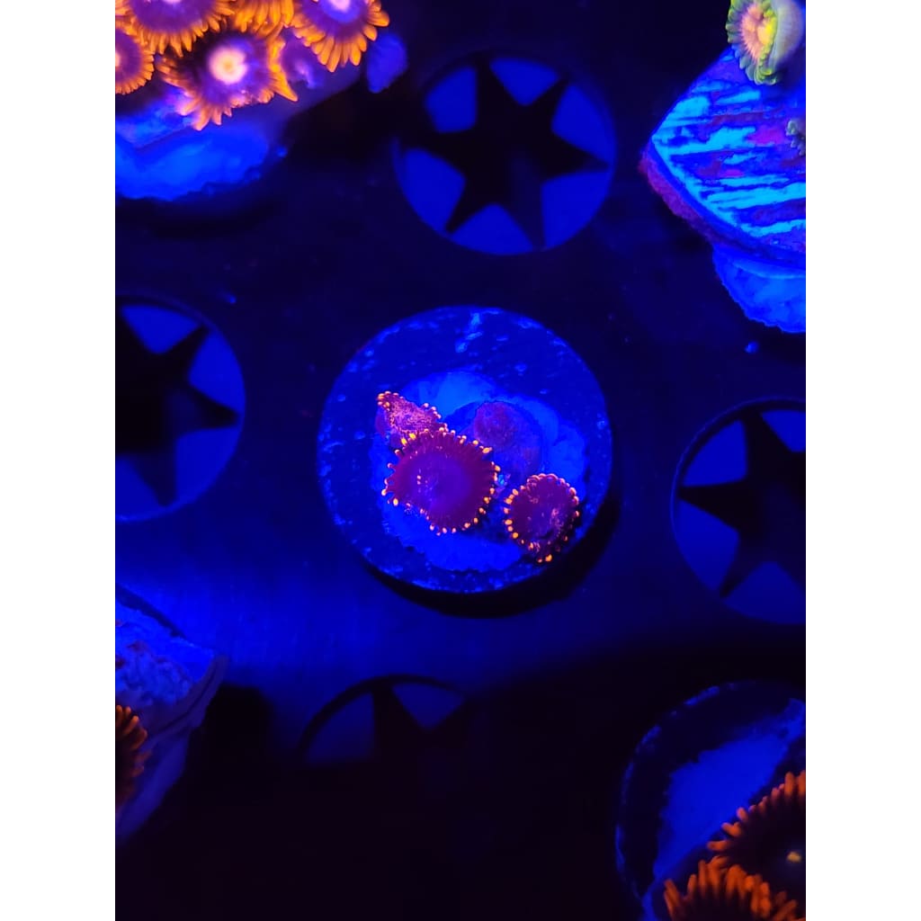 Spider Man Zoanthid Frag WYSIWYG!