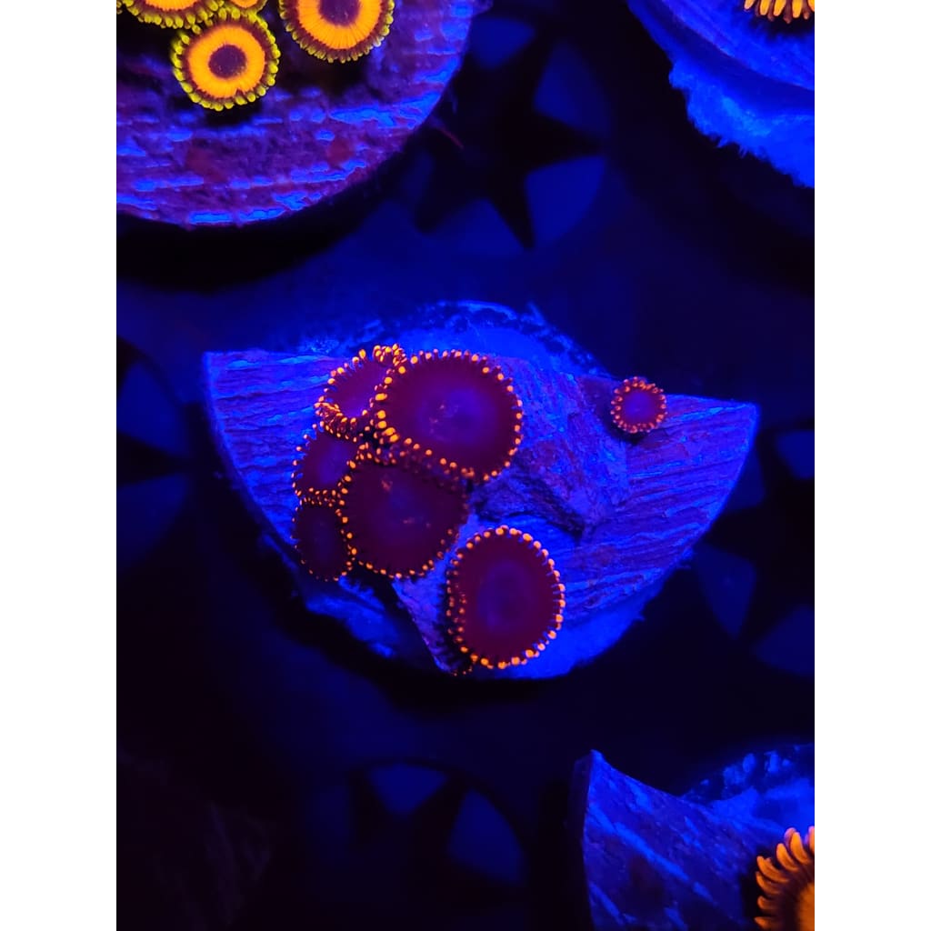 Spiderman Zoanthid Frag WYSIWYG!