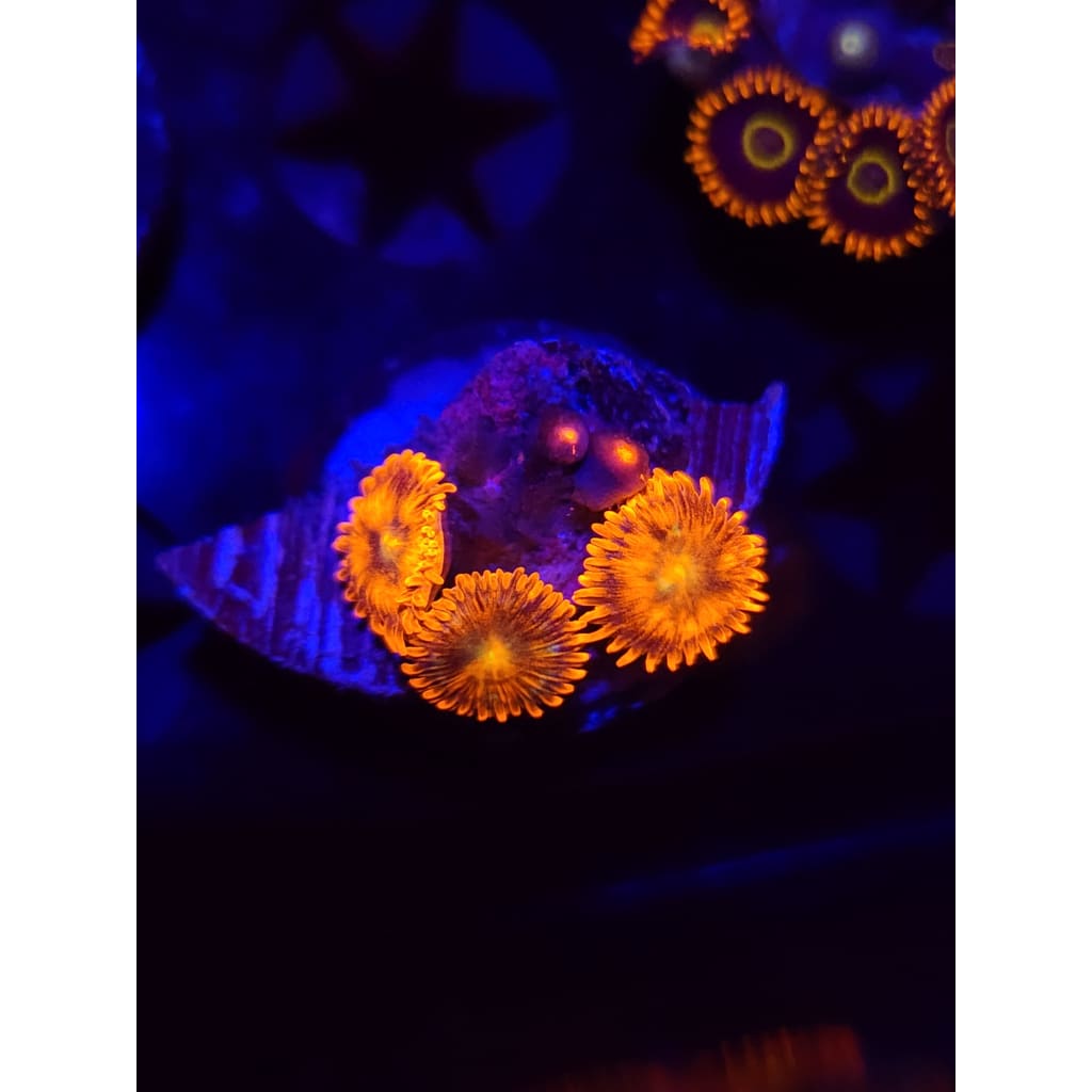 Spitfire Zoanthid Frag WYSIWYG!