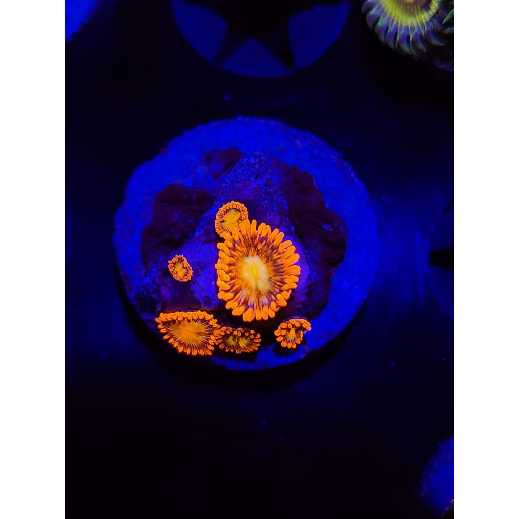 Spitfire Zoanthid Frag WYSIWYG!